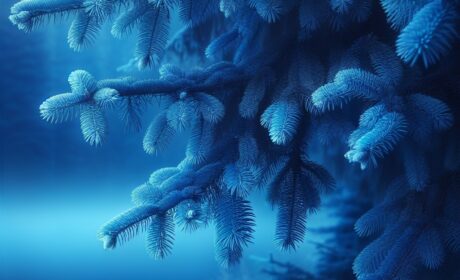 Blau Fichte